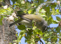 Tennessee Warbler 2356